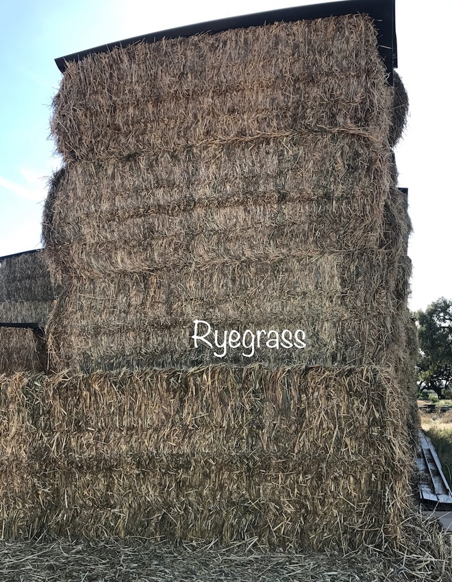 Rye Grass Hay 8x4x3 78 x 500 KG Approx Bales + Freight Hay